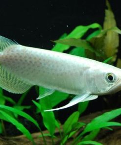Platinum Arowana