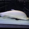 Platinum Belida fish
