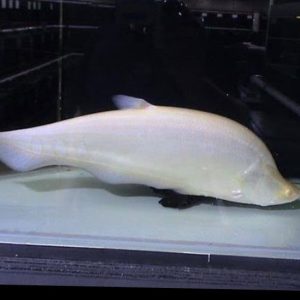 Platinum Belida fish