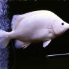 Platinum Datnoides