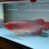 super red arowana 12cm