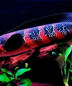 Orange snakehead