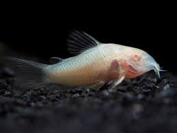 Albino catfish