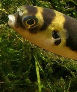 Amazon Puffer