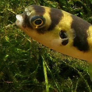 Amazon Puffer