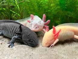 Axolotls