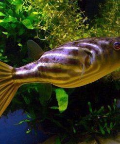 Fahaka Puffer Fish