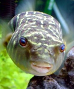 Fahaka Puffer with Red Dot