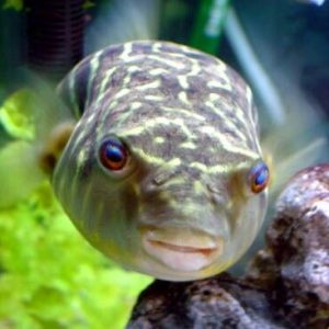 Fahaka Puffer with Red Dot