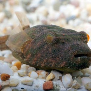 Hairy Puffer (Tetraodon baileyi)