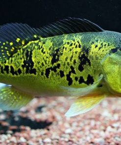 Intermedia Peacock Bass