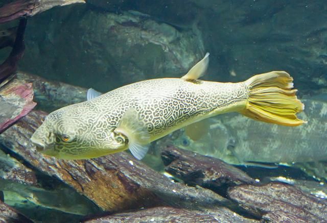 Mbu Puffer Mbu Puffer