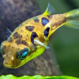 Pea Puffer