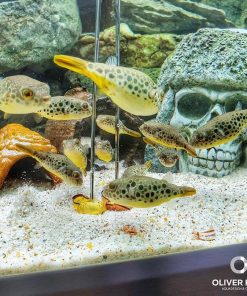 Pignose Puffer (Tetraodon suvattii)