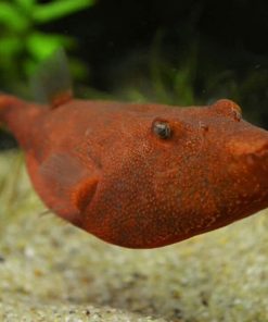 Red Congo Puffer