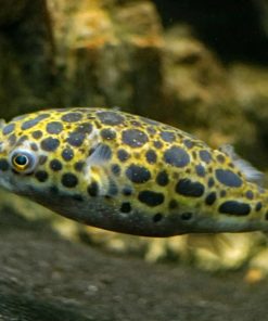 Spotted Congo Puffer Fish