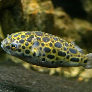 Spotted Congo Puffer Fish
