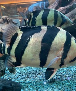 Sumatra Tiger Datnoid