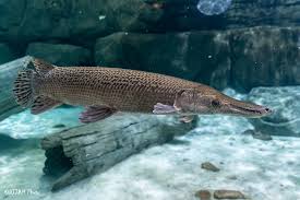 Alligator Gar