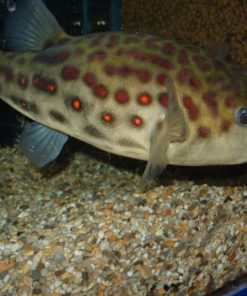 Cross River Puffer